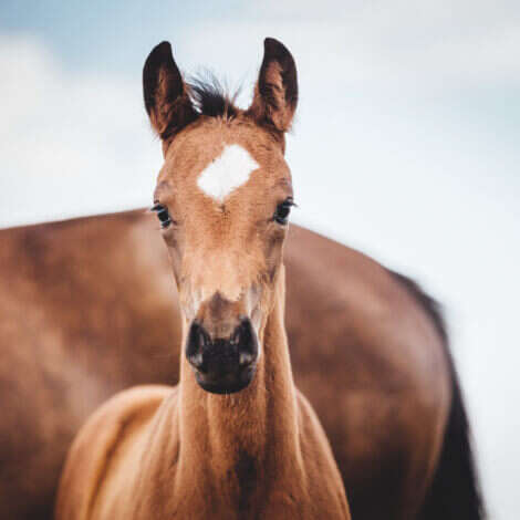 einsatzgebiet zucht fohlen immun start derby